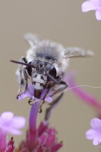 Anthophora pubescens